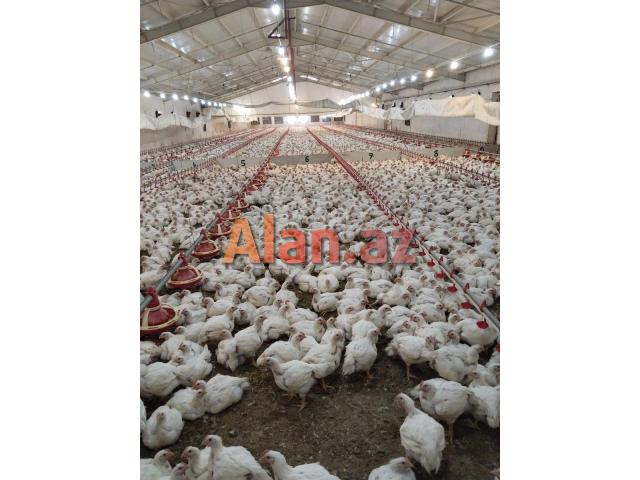 Quşçuluq sexine ailevi işçi teleb olunur