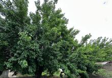 Ceyranbatanda torpaq sahəsi satılır