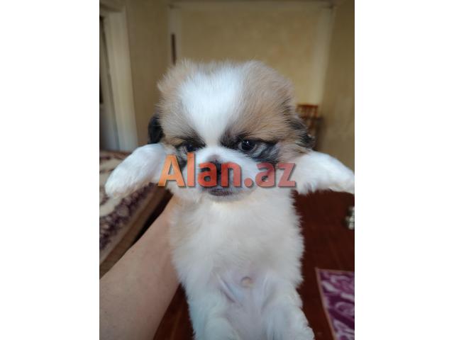 Tam sağlam və saf qan Pekines balaları