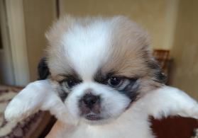 Tam sağlam və saf qan Pekines balaları