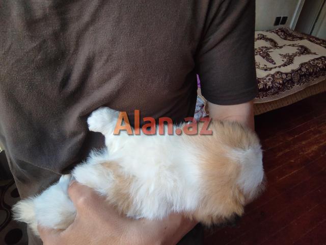 Tam sağlam və saf qan Pekines balaları