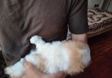 Tam sağlam və saf qan Pekines balaları