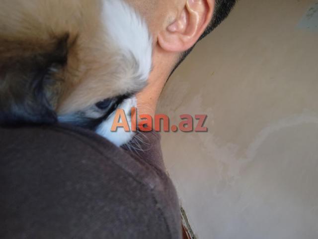 Tam sağlam və saf qan Pekines balaları