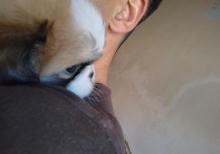 Tam sağlam və saf qan Pekines balaları