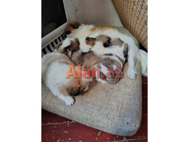 Tam sağlam və saf qan Pekines balaları