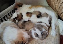 Tam sağlam və saf qan Pekines balaları