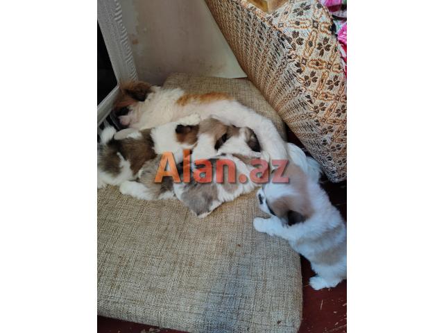 Tam sağlam və saf qan Pekines balaları
