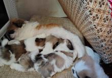 Tam sağlam və saf qan Pekines balaları