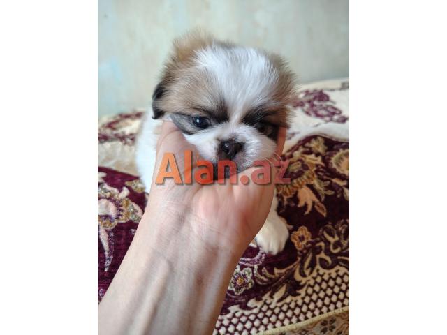 Tam sağlam və saf qan Pekines balaları