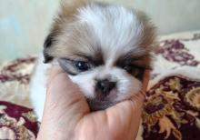 Tam sağlam və saf qan Pekines balaları