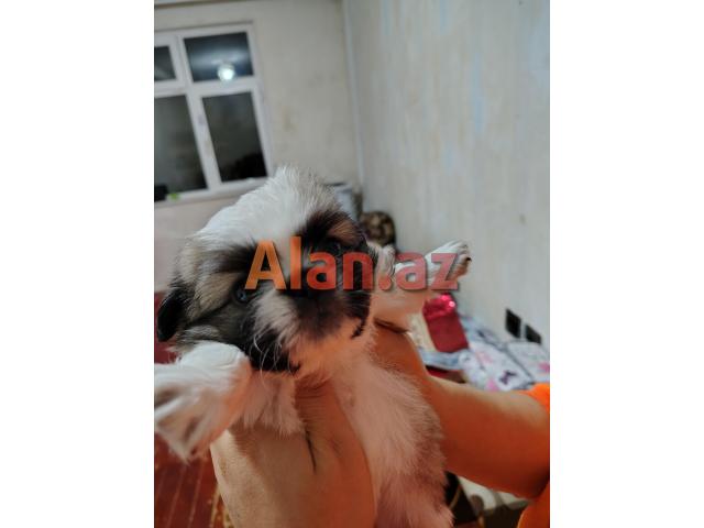 Tam sağlam və saf qan Pekines balaları