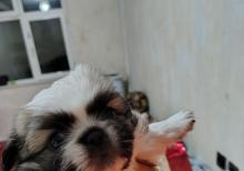 Tam sağlam və saf qan Pekines balaları