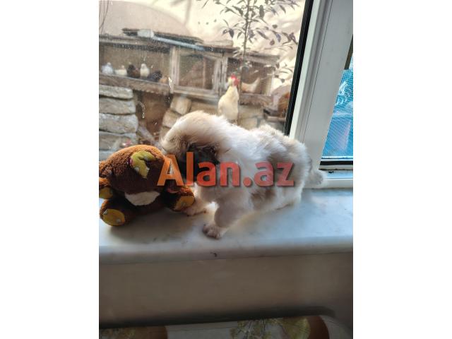 Tam sağlam və saf qan Pekines balaları