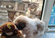 Tam sağlam və saf qan Pekines balaları