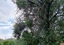 Albalılıqda torpaq satılır