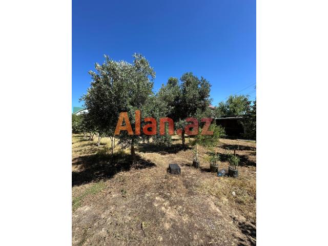 Buzovnada həyət evi satılır