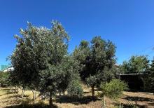 Buzovnada həyət evi satılır