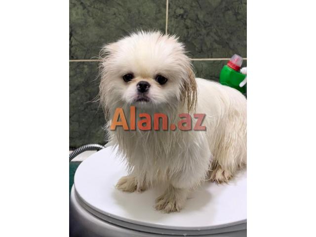 Pekines