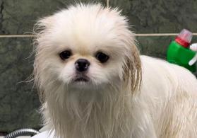 Pekines
