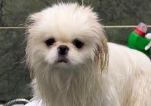 Pekines