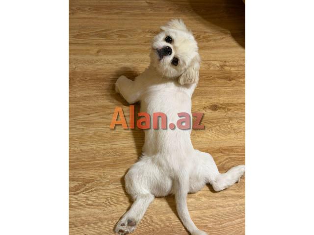 Pekines