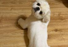 Pekines