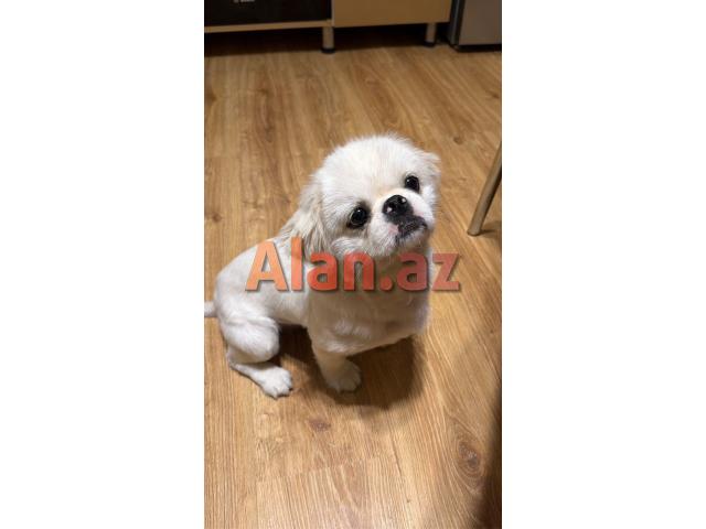Pekines