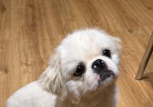 Pekines