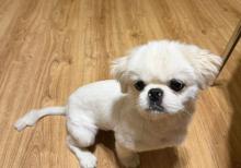 Pekines
