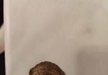 Qedimi esyalar satiram.