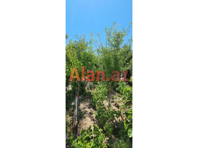 Buzovnada həyət evi satılır