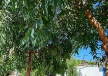 Buzovnada həyət evi satılır