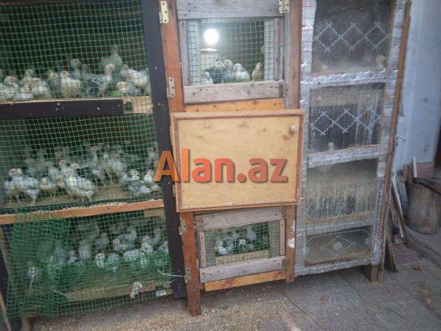 cuce saxlamag ucun dam