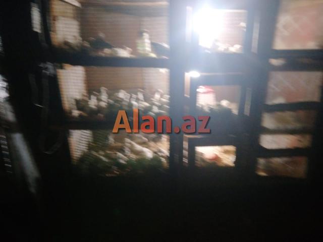 cuce saxlamag ucun dam