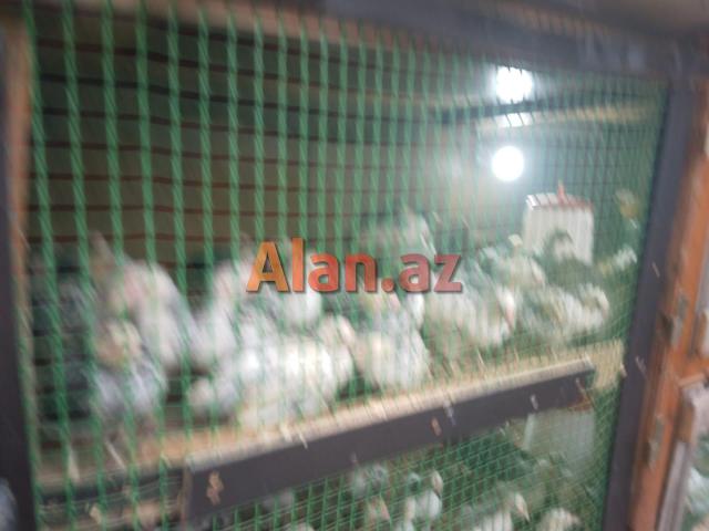 cuce saxlamag ucun dam