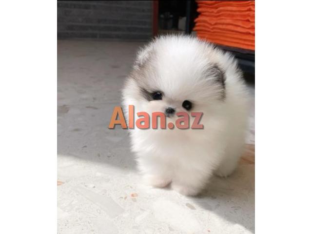 Pomerian Spitz balasi