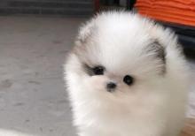 Pomerian Spitz balasi