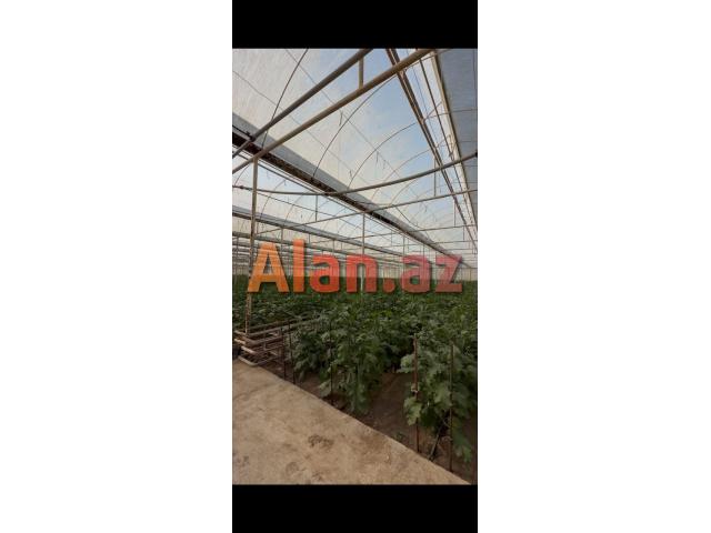 Ferma Satilir