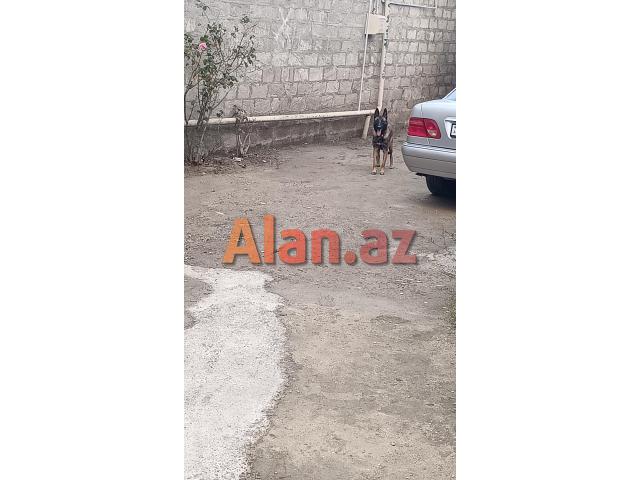 SALAM BELÇİKA MALİNOİS AFÇARKASI