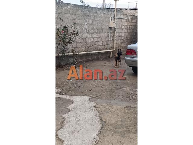 SALAM BELÇİKA MALİNOİS AFÇARKASI