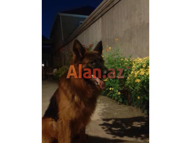 Alman avcarka