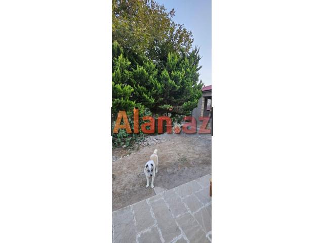 Buzovnada həyət evi satılır