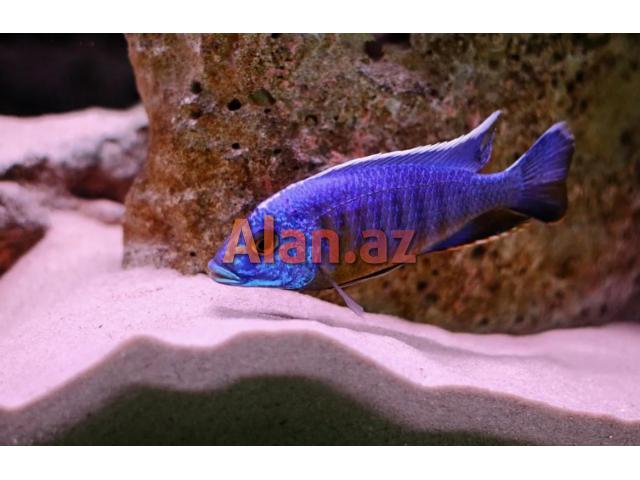 Akvarium baliqlari