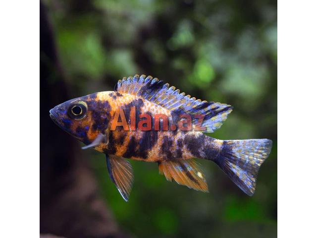Akvarium baliqlari