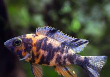 Akvarium baliqlari