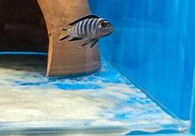 Akvarium baliqlari