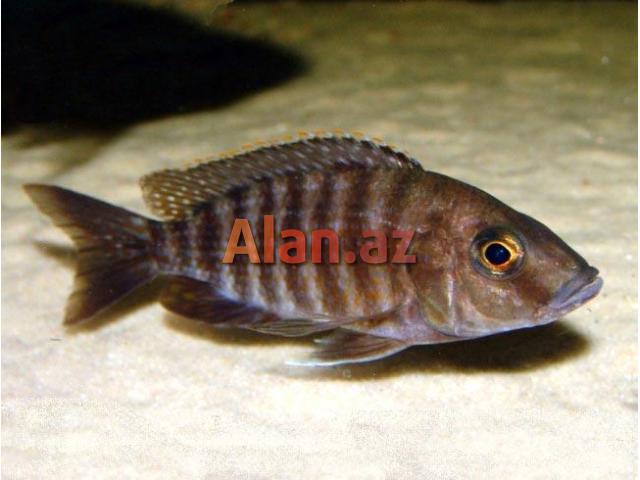 Akvarium baliqlari