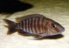 Akvarium baliqlari