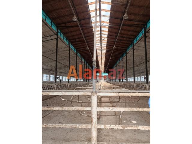 Mehemmedli qesebesinde 12600kv ferma icareye verilir