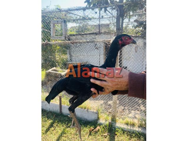 Heyrati Şamo